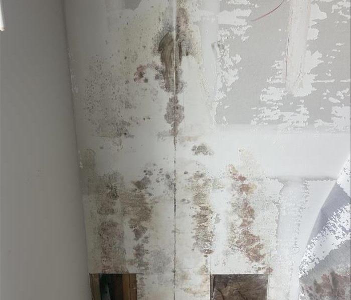 white wall with microbial growth on it